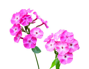 Inflorescence of lilac-crimson phlox isolated on white background with clipping path.