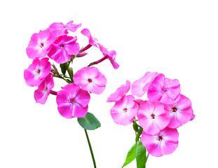 Obraz premium Inflorescence of lilac-crimson phlox isolated on white background with clipping path.