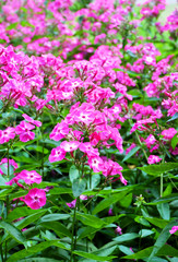 Bright phlox on the flowerbed in the park.
