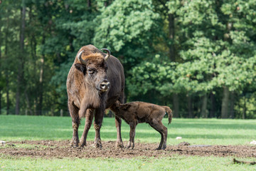 Fototapeta premium bison d'Europe