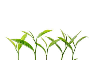 green tea leaf isolated on white