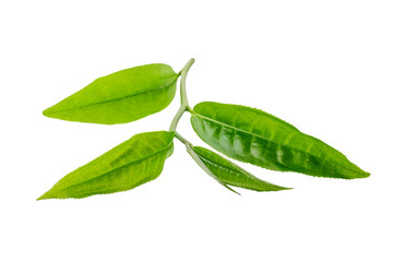 Obraz premium green tea leaf isolated on white