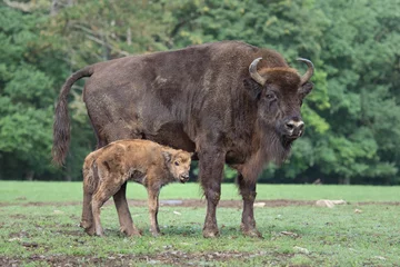 Foto op Aluminium bison d'Europe © Wildpix imagery