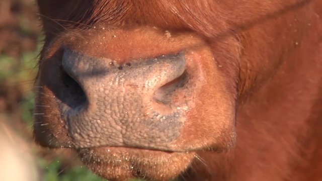 Angry calf