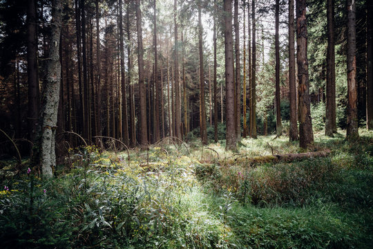 Wildromatische Wald Impression, Herbst und Sonnenschein