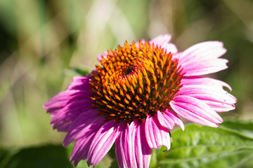 Echinacea_Copyright:Katrin Schuetzenauer, Gartenstrawanzerin