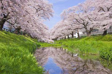 Fototapeta na wymiar 川沿いの桜