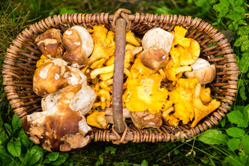 Korb mit Pilzen