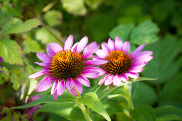 Echinacea_Copyright:Katrin Schuetzenauer, Gartenstrawanzerin