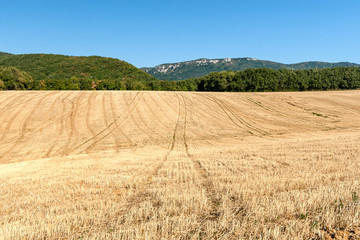 Cultivated cornfields against the hills of the mountains in France
