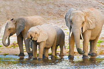 Fototapeta na wymiar Elephants at the bank of Chobe river in Botswana