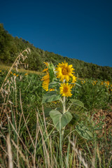 Sunflower in the summer sun in France