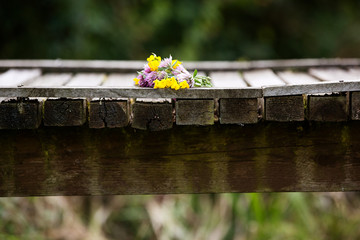 Wildblumen