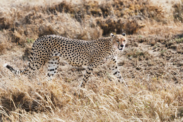 Cheetah in Serengeti National Park, Tanzania.
