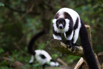 Black-and-white ruffed lemur © Cloudtail