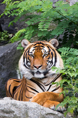 Indochinese tiger