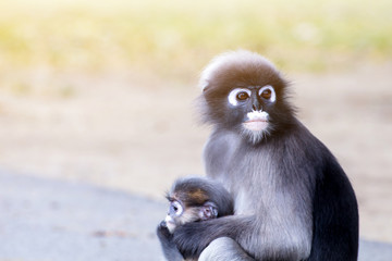 Lovely monkeys,cute Macaque glasses,funny monkey lives in a natural forest of Thailand