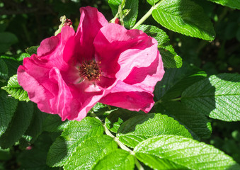 flower of a red dog rose against a background of green leaves
