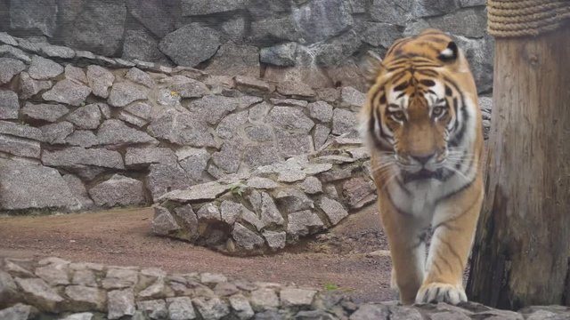 Wild Amur tiger