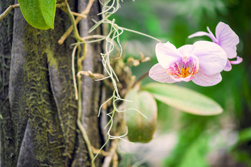 Orchid flower and green leaves background with sunlight in garden.