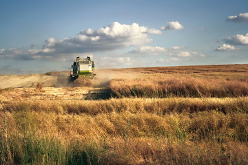 Combine harvester on the wheat field harvesting