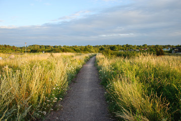 Fototapeta na wymiar Footpath surrounded of lush vegetation