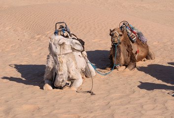 two camels rest in the sand