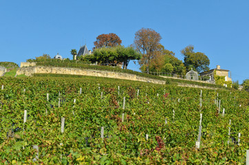 Saint-&Eacute;milion, vignoble du ch&acirc;teau Ausone, Gironde, France