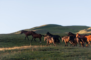 The beautiful summer landscape with horses in Arkhyz, Russia