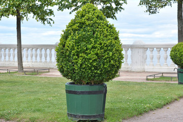 Decorative green tree trimmed in the shape of a drop stands in a tub on the Gulf of Finland