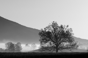 Black and white landscape of beautiful tree in the Smoky Mountains 