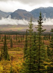 Autumn colors in tundra in the Alaska Range