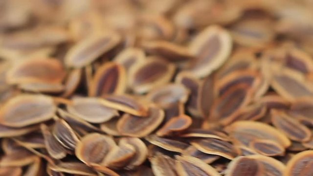 Dill seeds of dill are poured on a rotating surface
