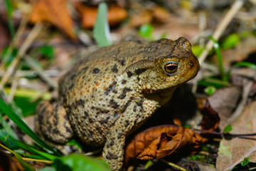 Erdkröte in der Wiese