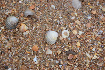 seashell