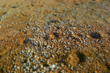 seashell