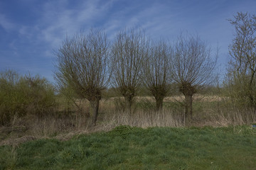 Fototapeta premium Four willows in meadows against blue sky and clouds
