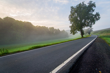 Tree on the road in the fog