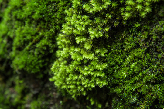 Green mos background,Stone With Green Mos,