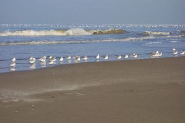 Sandpipers on the beach