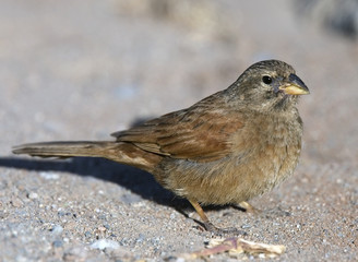 House Bunting, (Emberiza sahari), female, Essaouira, Morocco.