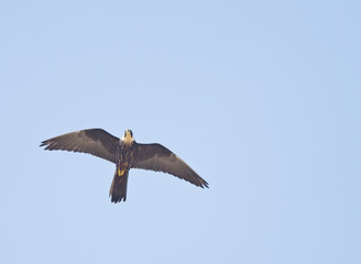 Eleonora's Falcon (Falco eleonorae), flying overhead, Essaouira, Morocco.