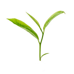 green tea leaf isolated on white