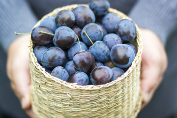 Organic vegetables. The farmer is holding a ripe plum in his hands. Fresh plum.