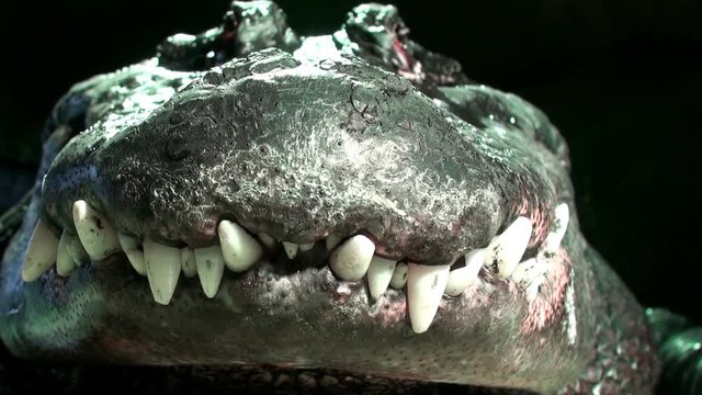 Alligators teeth close up, The oldest Alligator in the world