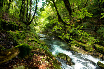 Fototapeta na wymiar Wald an der Loue im Franche Comté