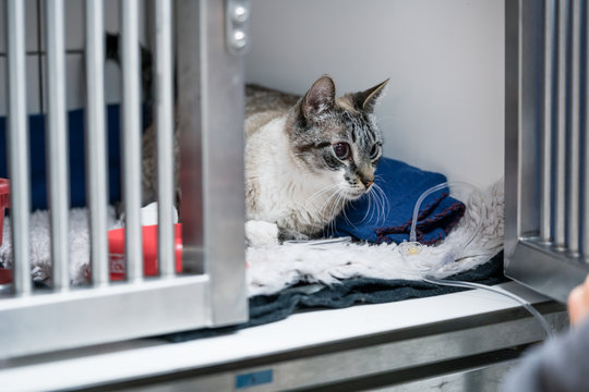 Cat in cage of ICU in veterinarian animal clinic on the drip in cage