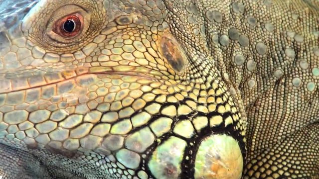 Lizard, Comodo Dragon video, close up