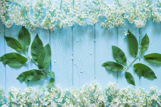 Fototapeta Spring floral background, frame of white blossoms  and green leaves on blue pastel wooden planks. Top view, copy space.
