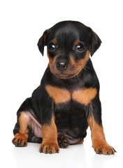Obraz premium Miniature Pinscher puppy